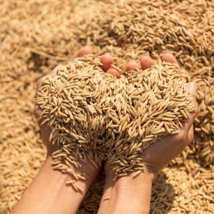 Kullakar Rice - Helps Pregnant Women